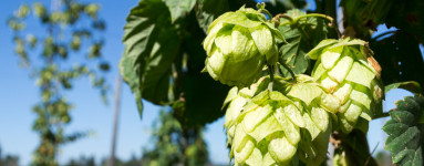 Chmeľ (Humulus lupulus)